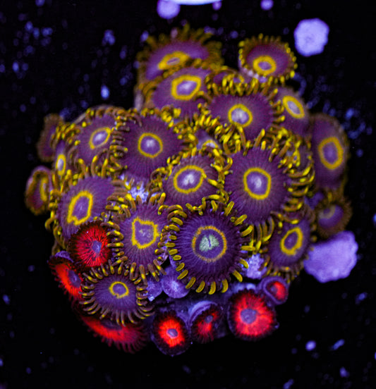 Zoa Frag 2