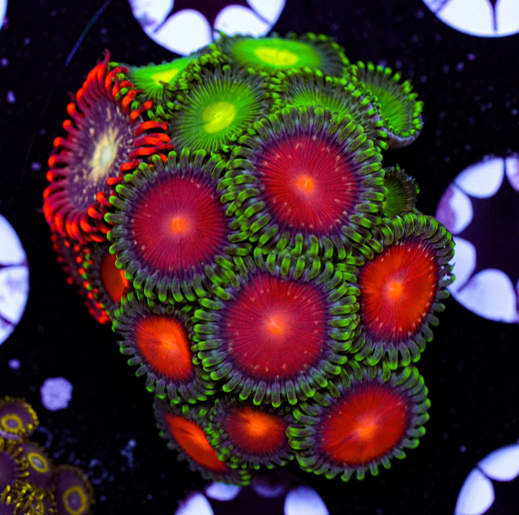 Zoa Frag 3