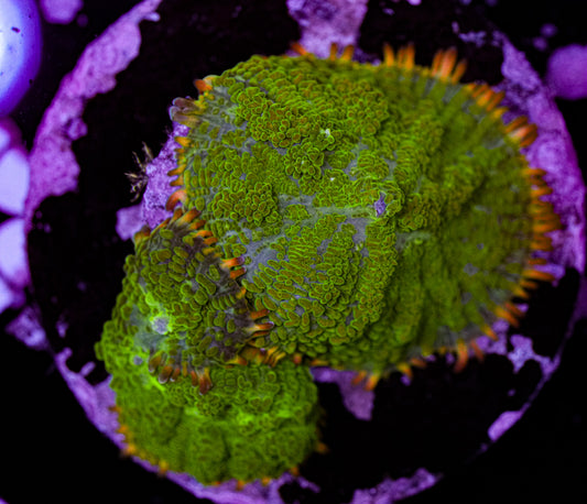 Rhodactis Mushroom 2