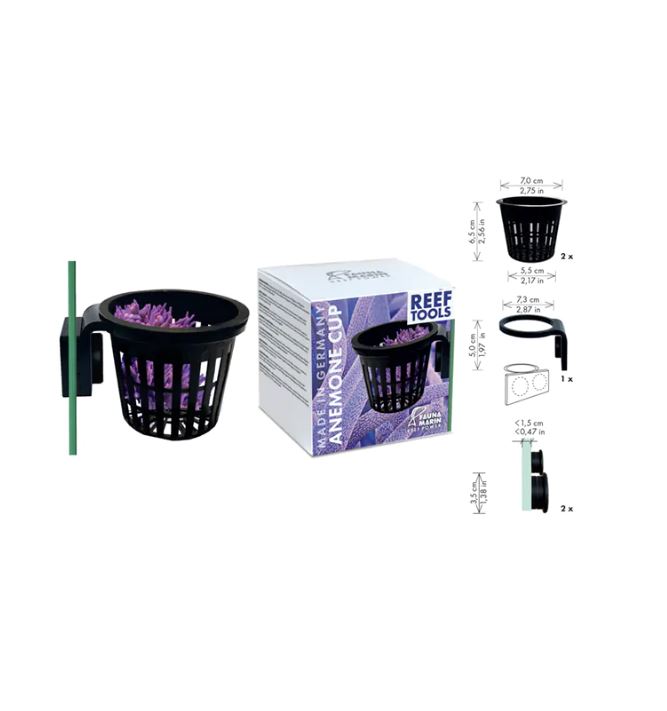 Fauna Marin Anemone Cup