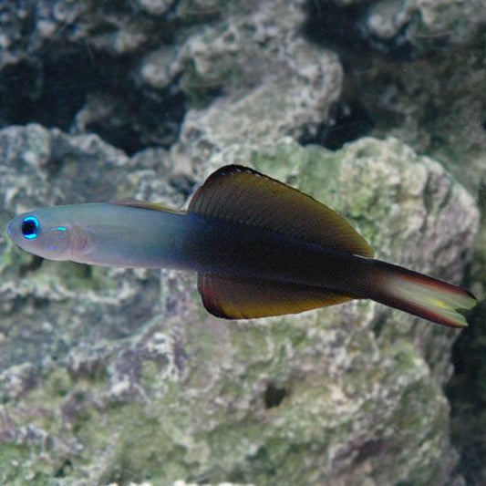 Scissortail Goby