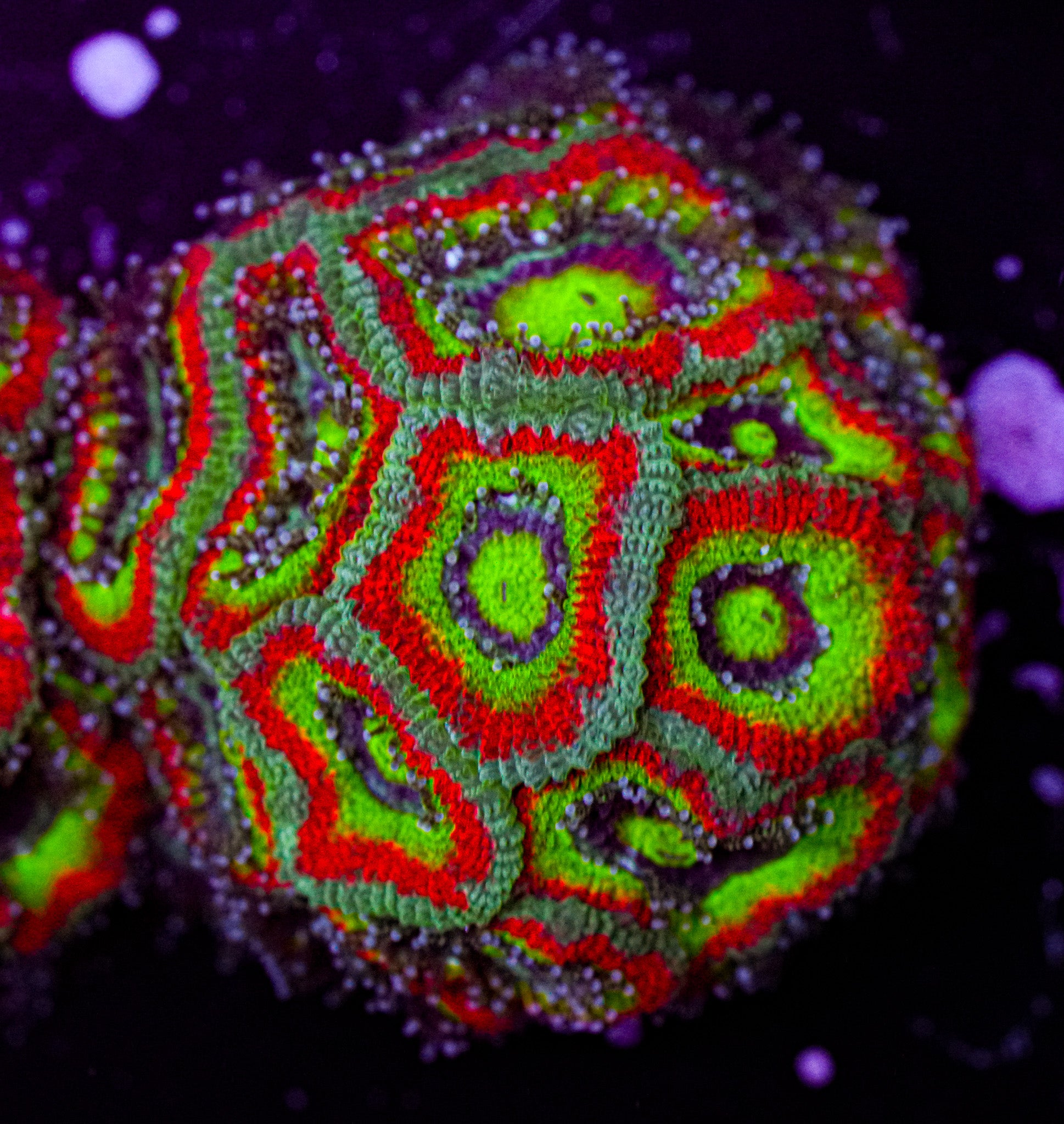 Holy Grail Micromussa