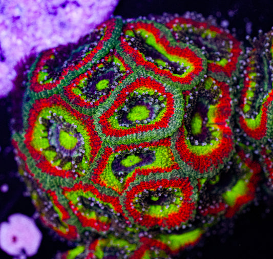 Holy Grail Micromussa 2