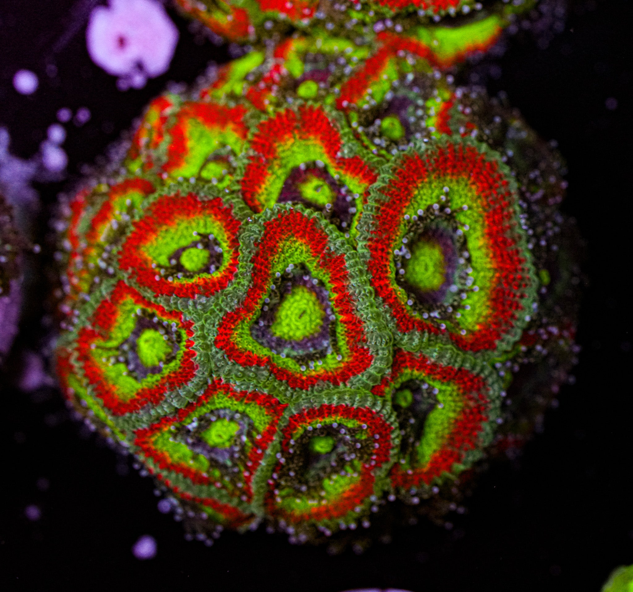 Holy Grail Micromussa 3