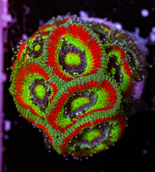 Holy Grail Micromussa 4