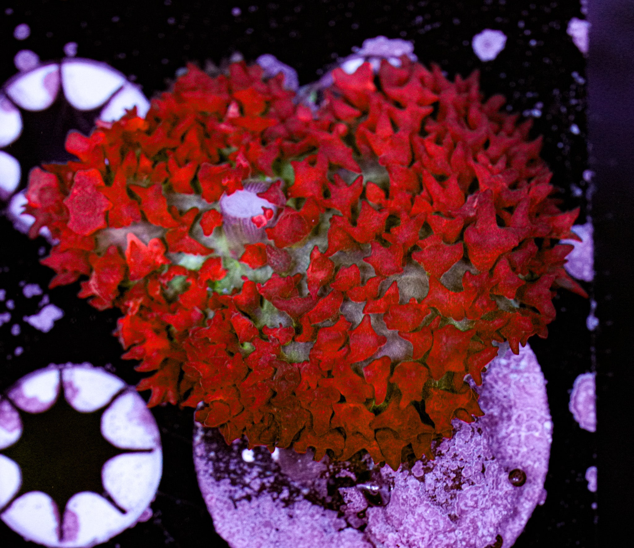 Premium St. Thomas Mushroom