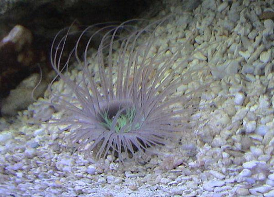 Tube Anemone