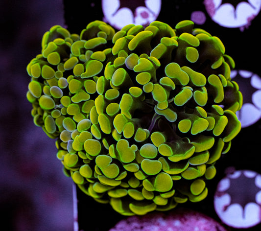 Gold/Yellow Hammer 3