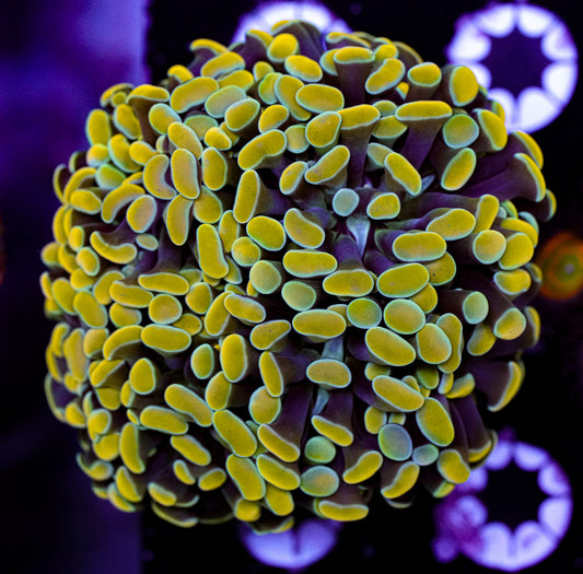 Gold/Yellow Hammer 5