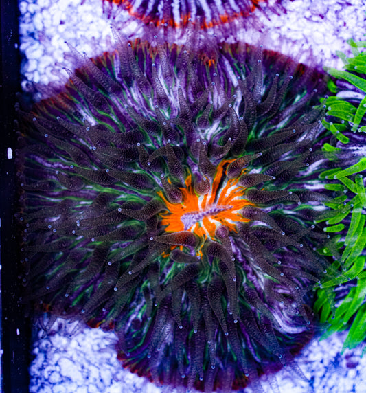 Ultra Cycloseris Plate