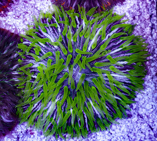 Ultra Cycloseris Plate 2