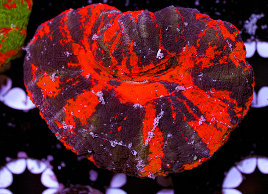 War Paint Scolymia 4