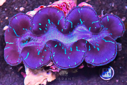 4-5” Aussie Maxima