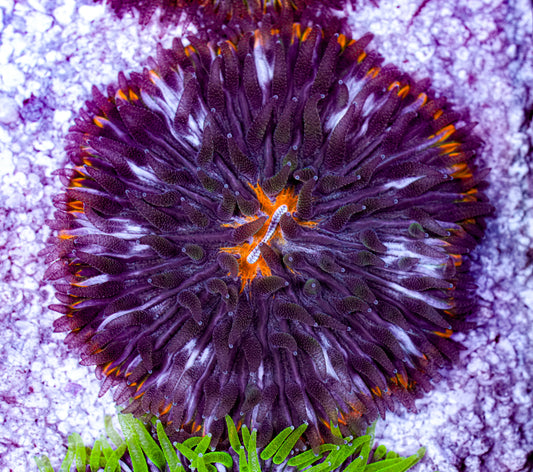 Ultra Cycloseris Plate 3