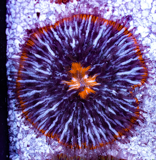 Ultra Cycloseris Plate 4