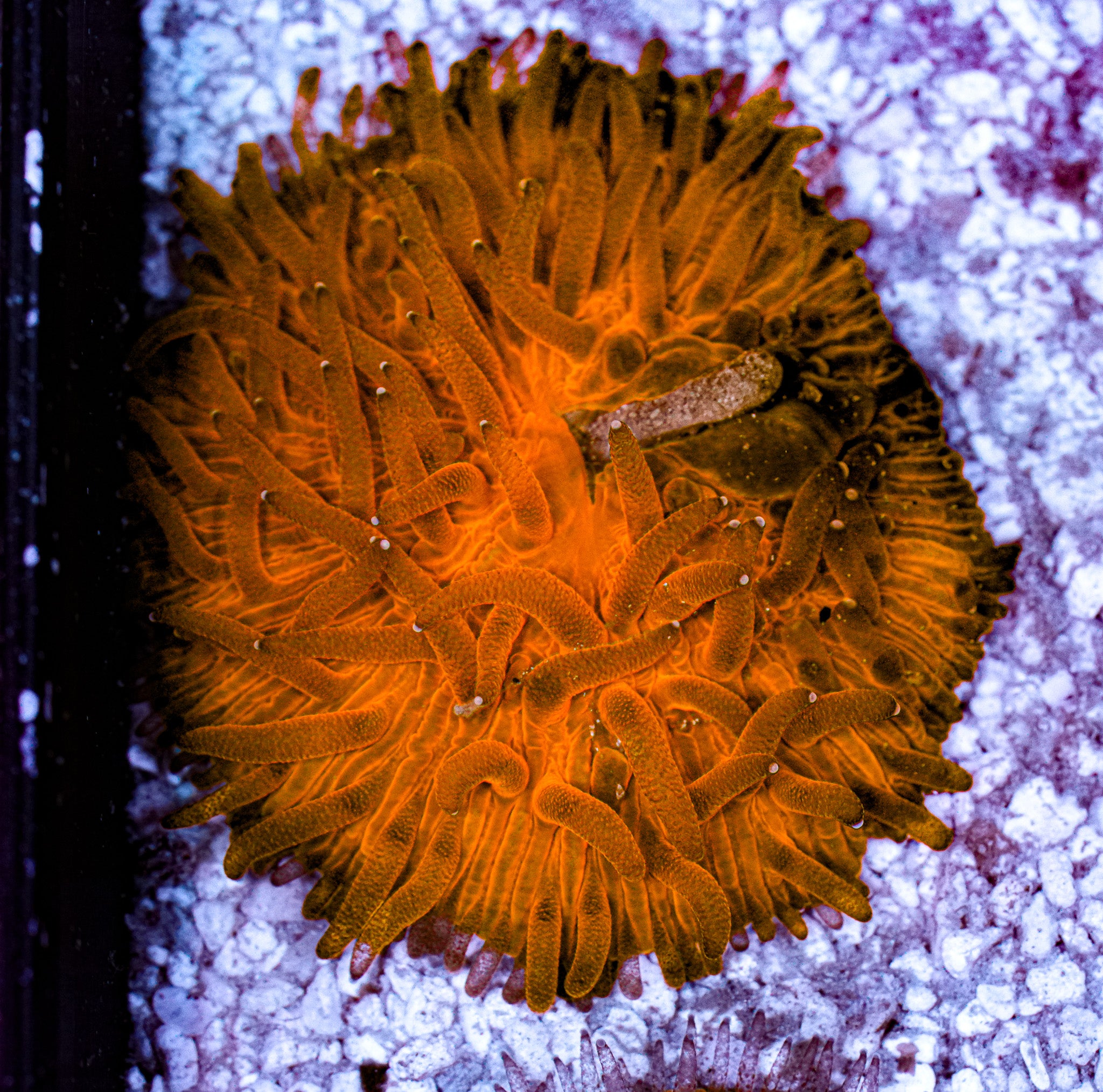 Ultra Cycloseris Plate 5