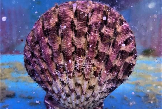 Purple Tiger Scallop