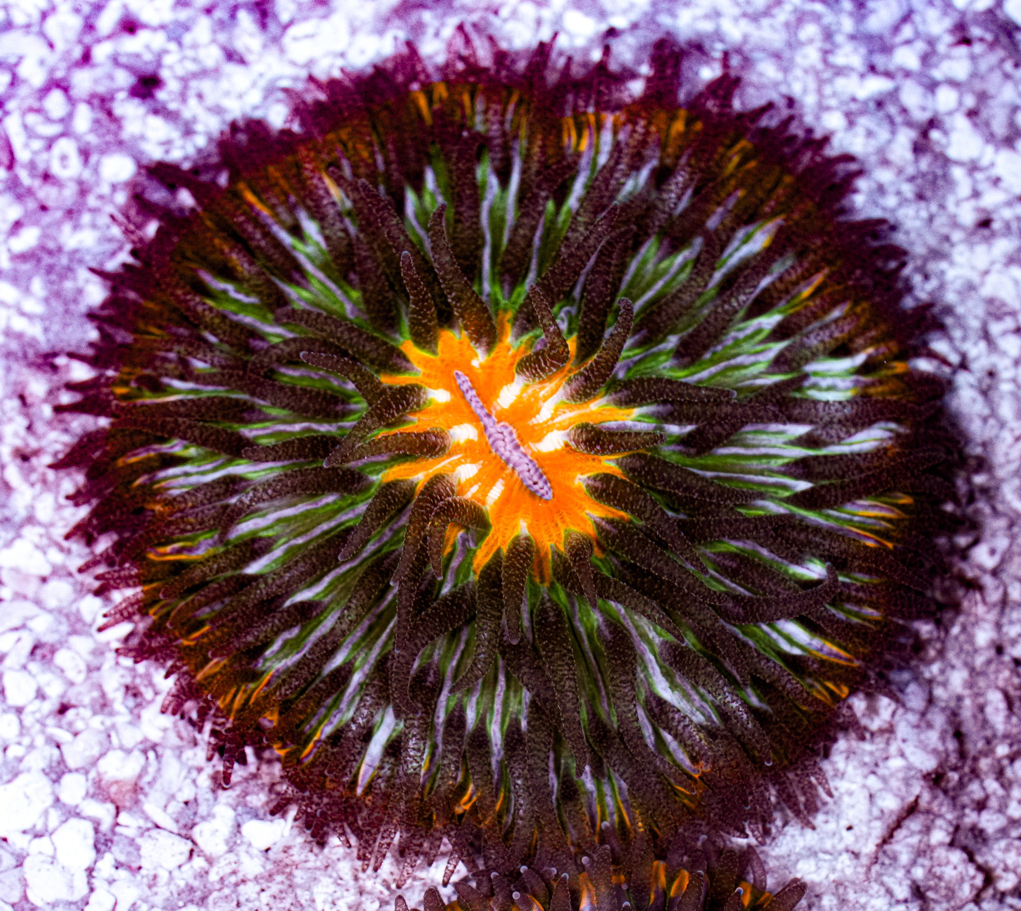 Ultra Cycloseris Plate 6