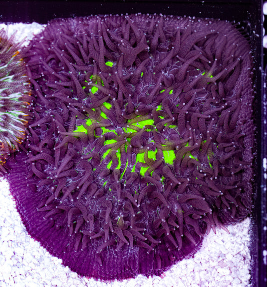 Ultra Cycloseris Plate 7