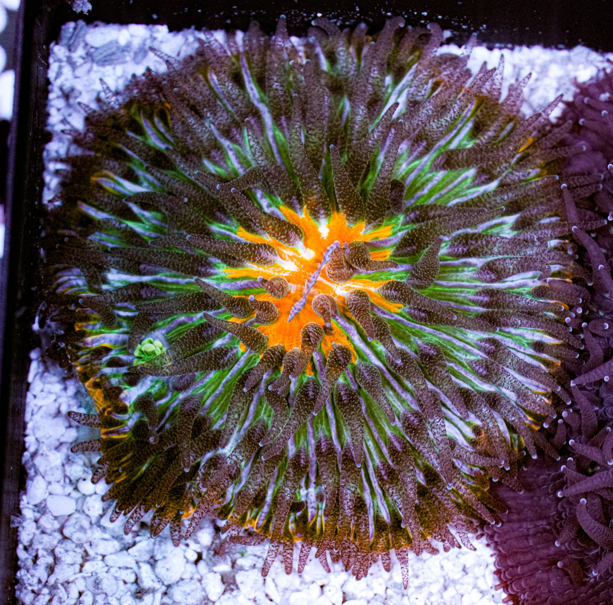 Ultra Cycloseris Plate 8