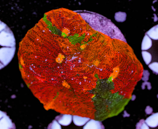 Aquacultured Rainbow Chalice