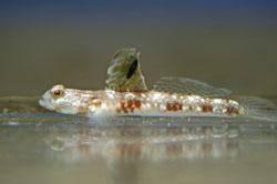 Monster Shrimp Goby