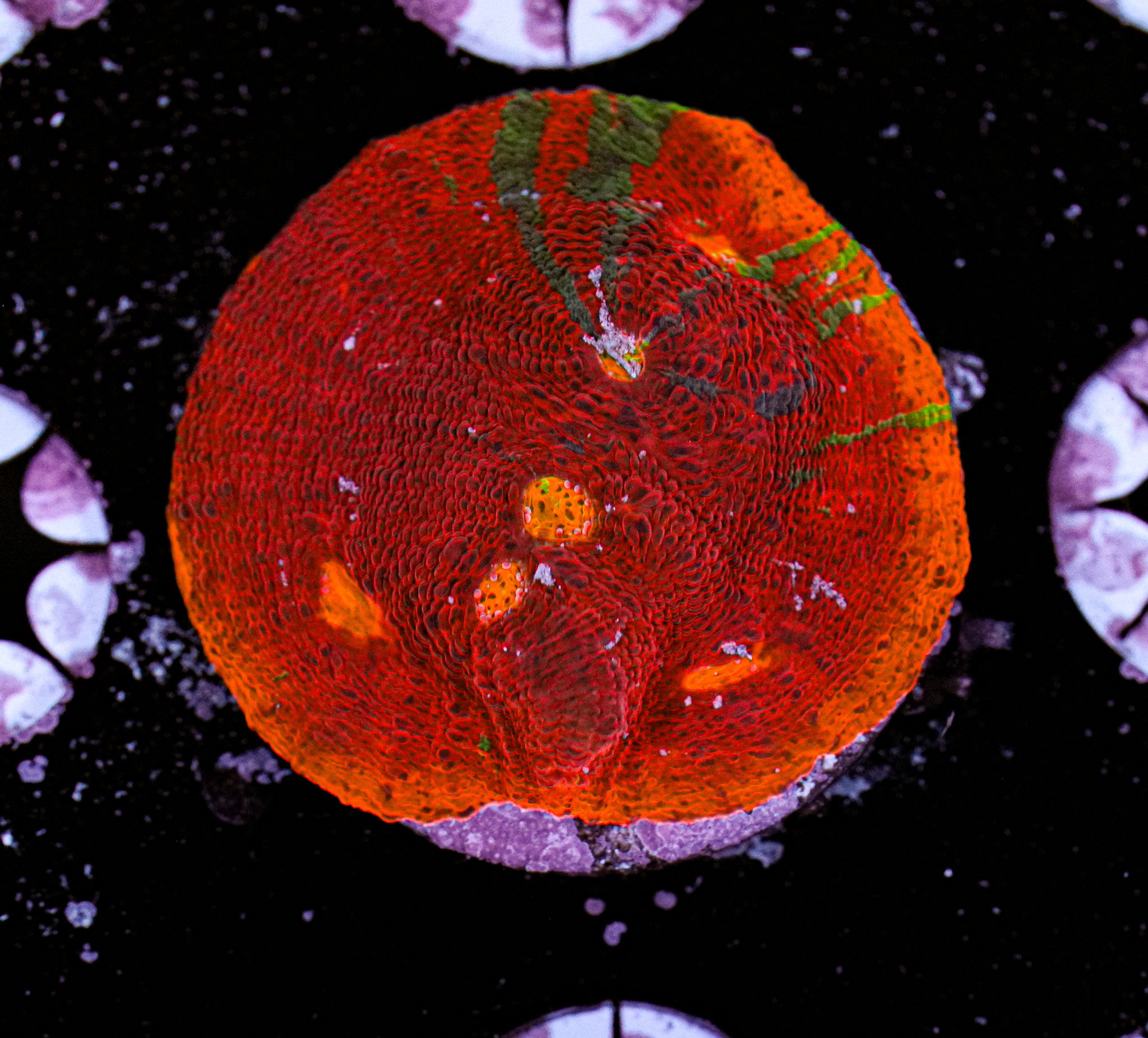 Aquacultured Rainbow Chalice 3