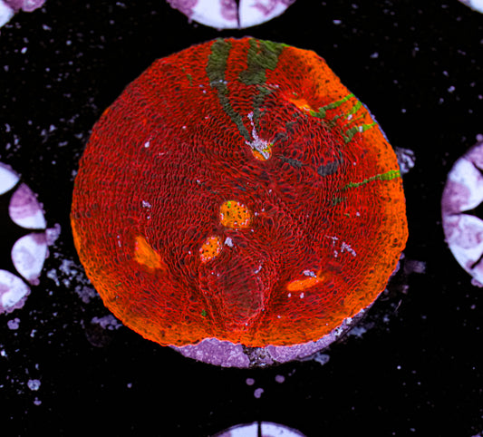 Aquacultured Rainbow Chalice 3