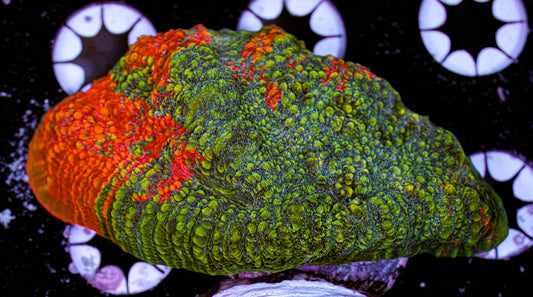 Aquacultured Rainbow Chalice 4