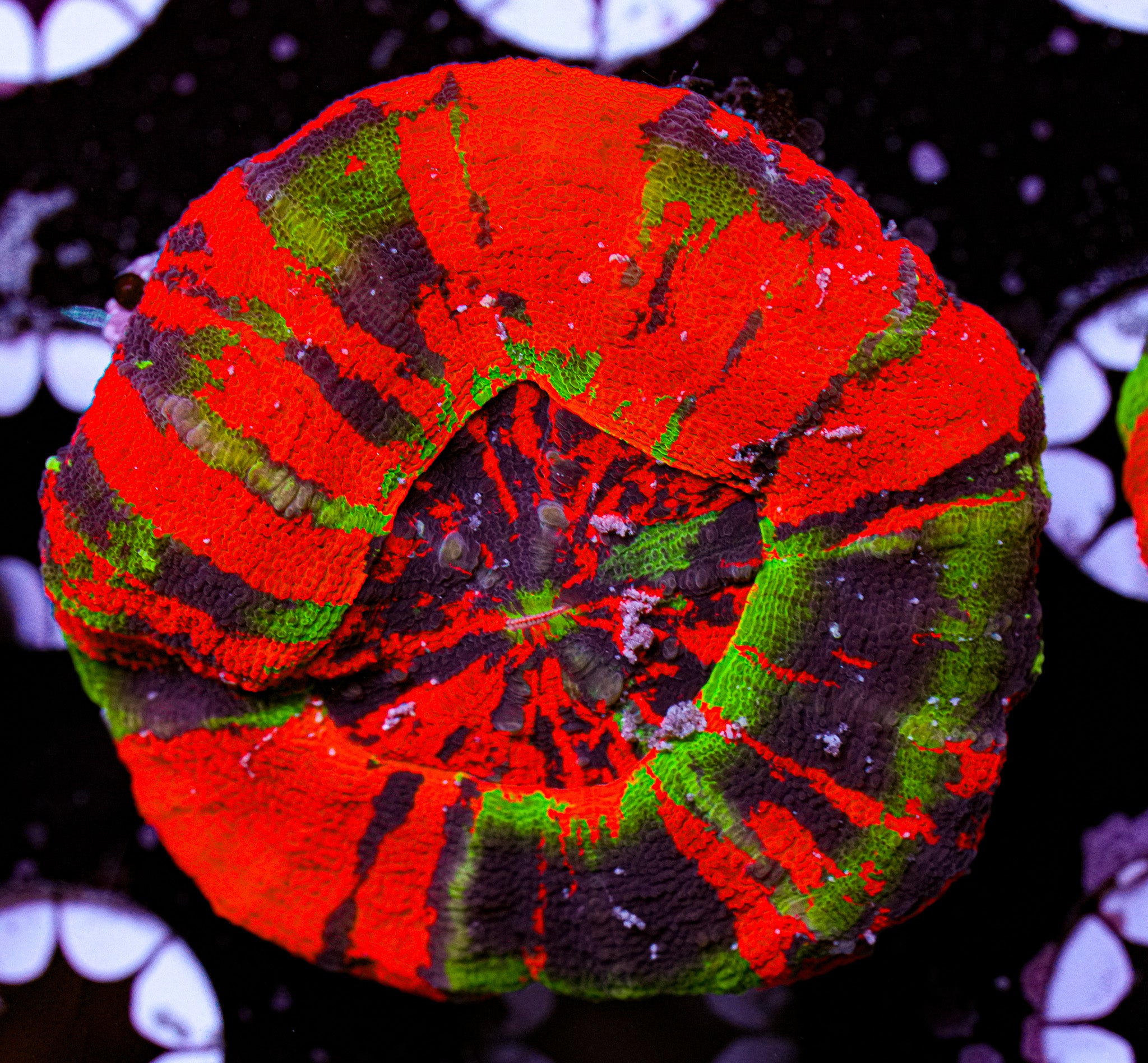 Ultra Master Scolymia