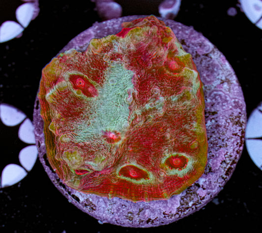 Aquacultured Rainbow Chalice 5