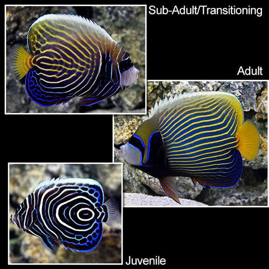 Emperor Angel, Juvenile