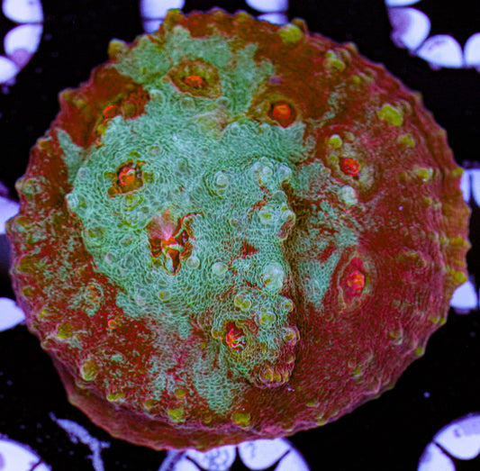 Aquacultured Rainbow Chalice 6