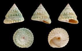 Top Shell Snail