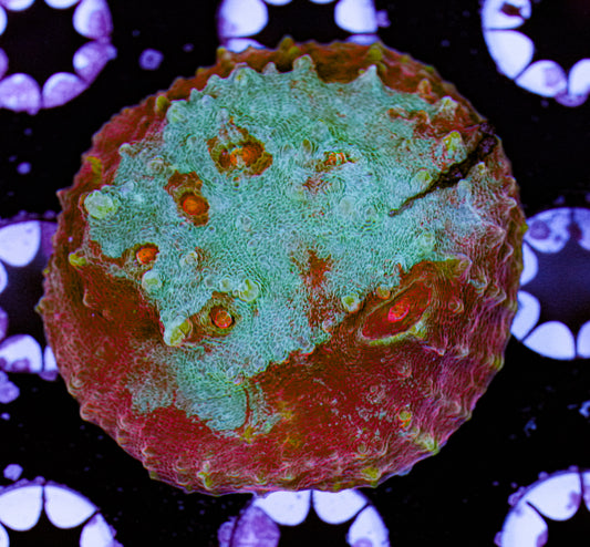 Aquacultured Rainbow Chalice 7