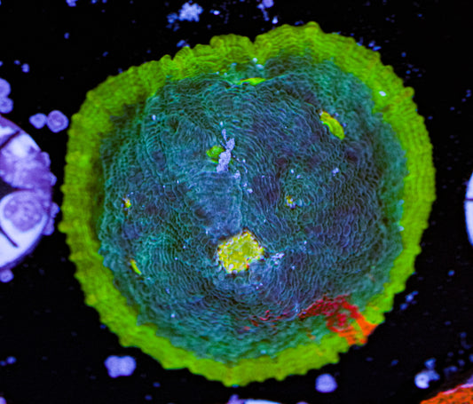 Aquacultured Rainbow Chalice 8