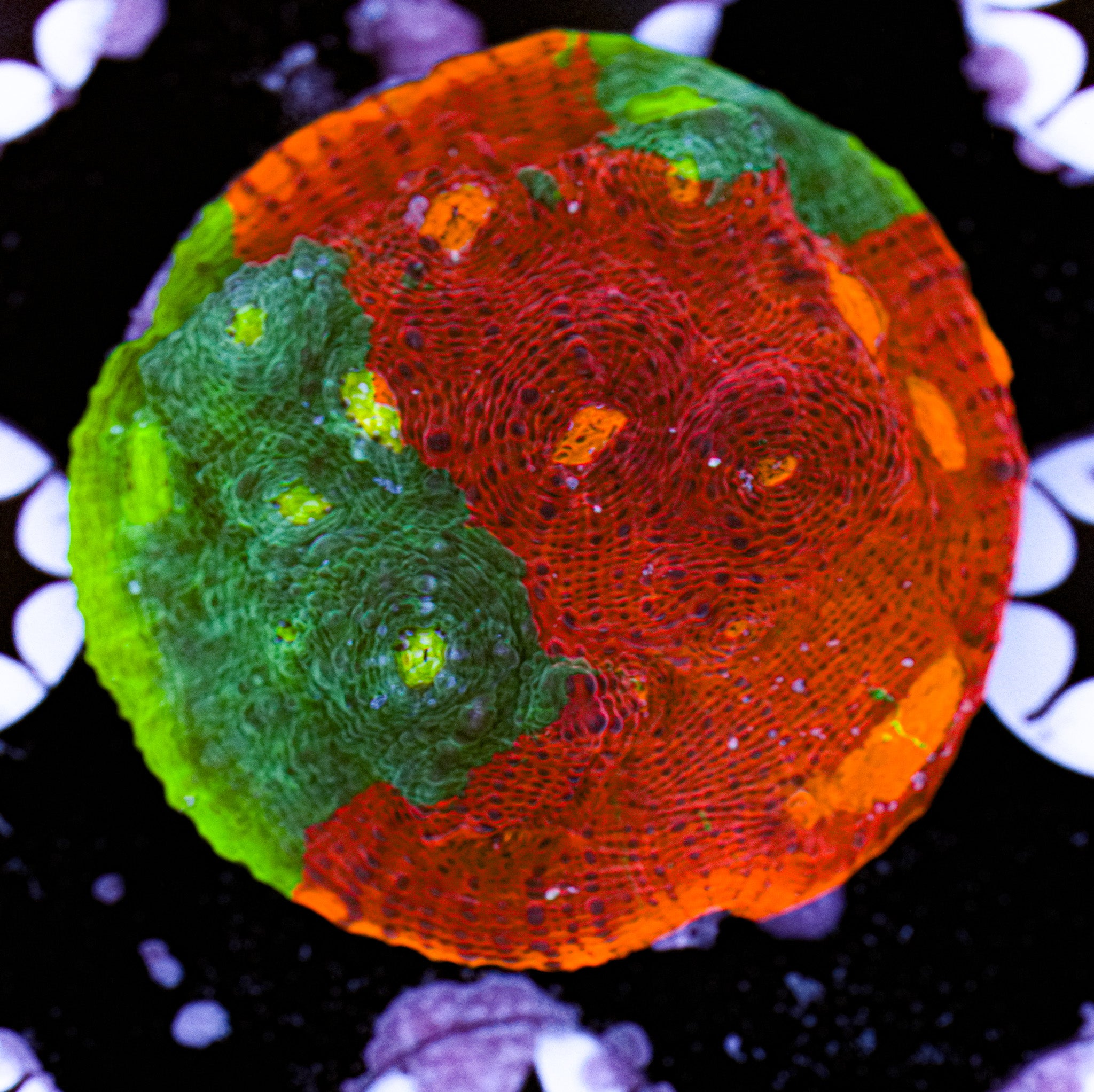 Aquacultured Rainbow Chalice 9