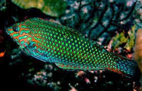 Green leopard Wrasse