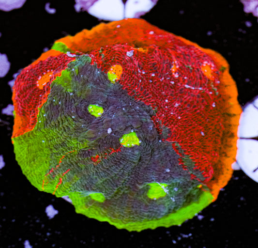 Aquacultured Rainbow Chalice 10