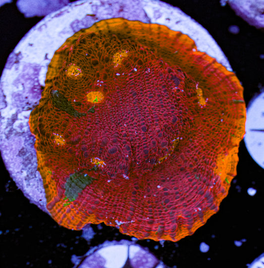 Aquacultured Rainbow Chalice 11