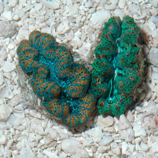 Ultra Grade Crocea Clam, 1.5"