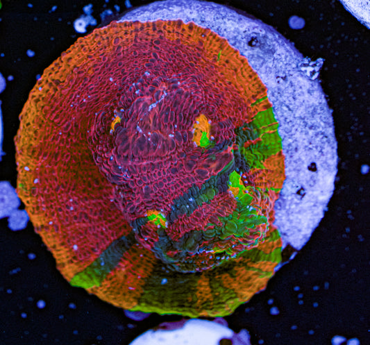 Aquacultured Rainbow Chalice 12