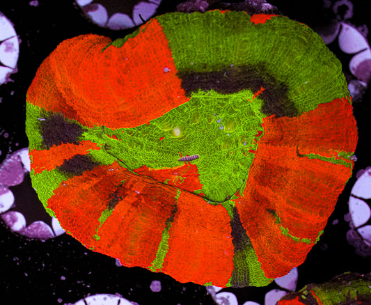 Ultra Master Scolymia 2