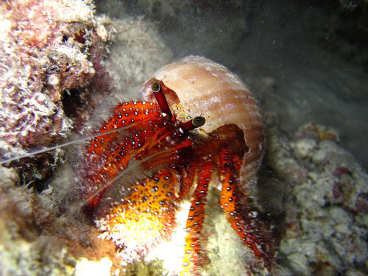 Red Hairy Hermit Crab