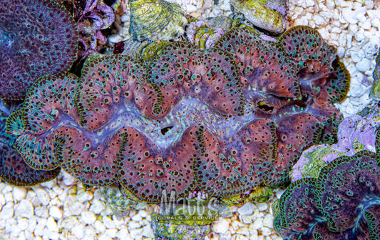 Ningaloo 4-5" Clam