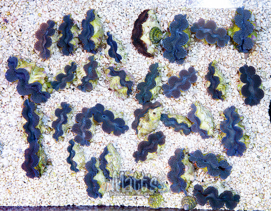 2-3" Blue Squamosa (Matt's Pick)