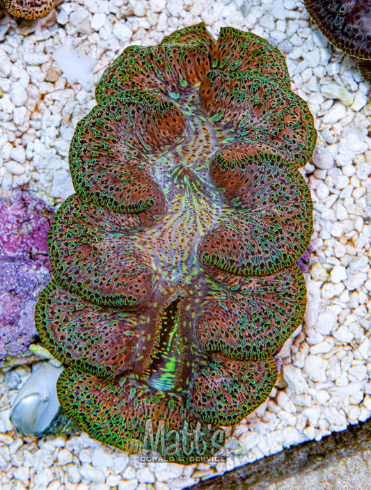 Ningaloo 4-5" Clam