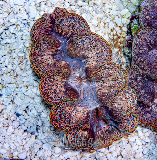 Ningaloo 4-5" Clam