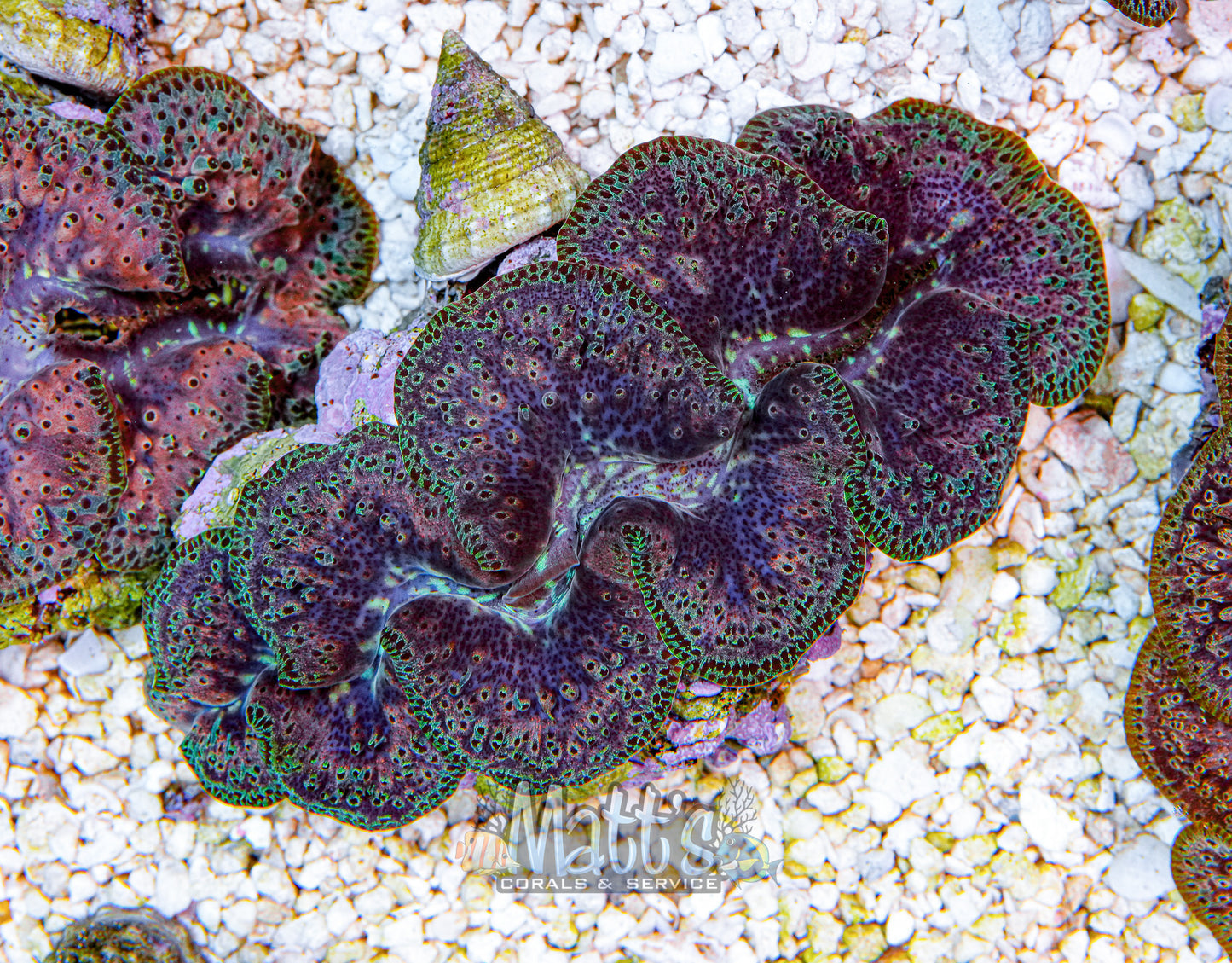 Ningaloo 4-5" Clam