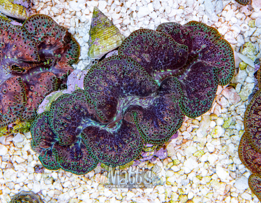 Ningaloo 4-5" Clam